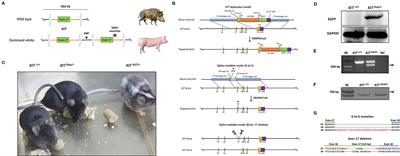 Functional Analysis of KIT Gene Structural Mutations Causing the Porcine Dominant White Phenotype Using Genome Edited Mouse Models